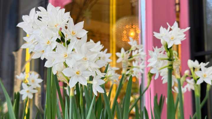 Unique & Beautiful Thrifted Items You Can Use To Grow Paperwhites