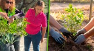 Plantas nativas gratis en Hermosillo: Así es como podrías conseguir chiltepín, palo verde, palma o mezquite para tu hogar