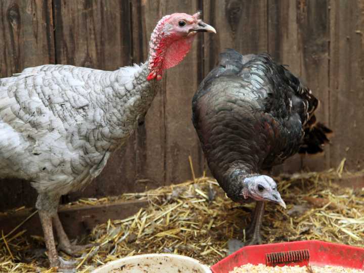 En Maine no habrá pavos para Acción de Gracias: piden no consumirlos por químicos cancerígenos hallados en especímenes salvajes