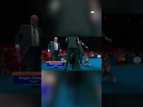 2025 National Dog Show Winner Announced, See Result & Pics