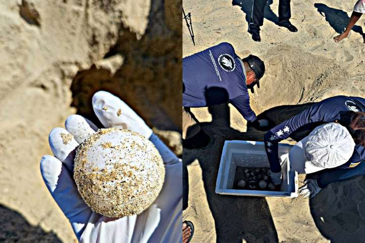 Resguardaron nido de tortuga Laúd en playa de La Ribera, en Los Cabos; encontraron 65 huevos 