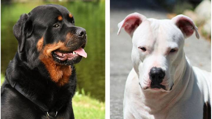 Alarma por ataques de perros en la ciudad: buscan imponer chips de identificación y cursos obligatorios a sus dueños