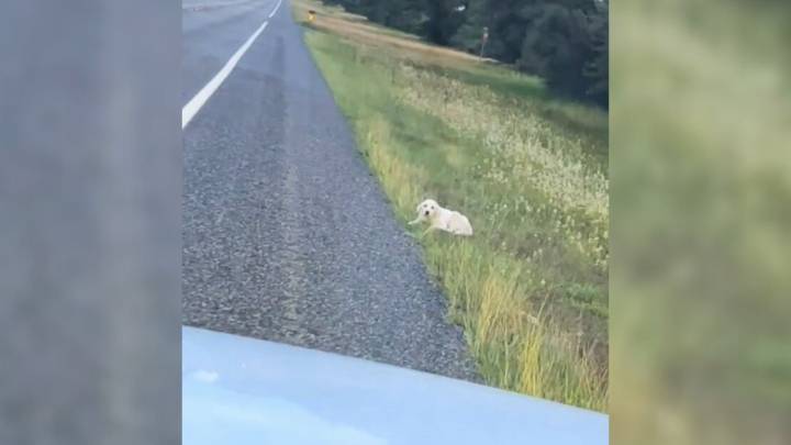 Texas Woman Notices Something On The Road And Ends Up Saving A Puppy’s Life