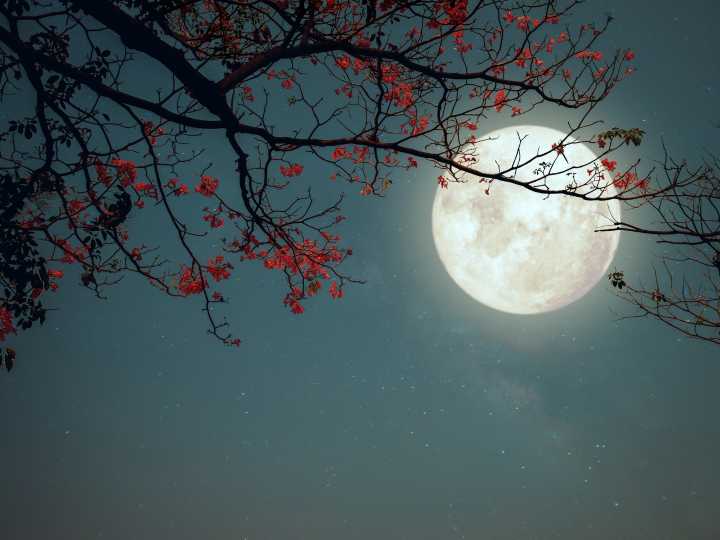 Calendario lunar de noviembre 2025: cómo influyen sus fases y signos en nuestra energía