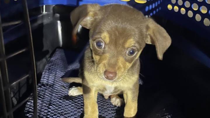 Lynnwood PD: Dumpsters are for trash, not puppies