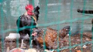 H5N1: un virus letal con gran capacidad de mutar