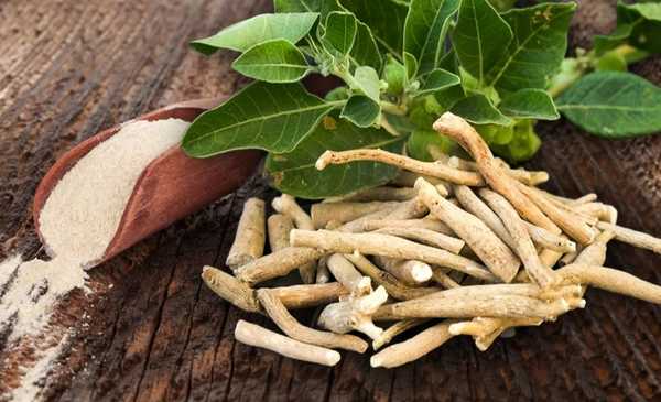 Ashwagandha: la nueva tendencias para aliviar el estrés