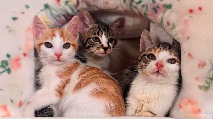 Estos son los 25 nombres de gato más populares en 2025, según la IA