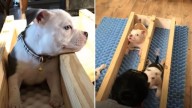 Pennsylvania Pittie Fights To Heal After His Owner Rejected Him For Devastating Reasons