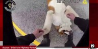 Ohio trooper rescues missing pup, Rufus, from the road