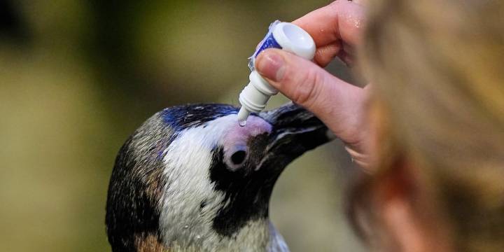 Much like a nursing home, penguins at a Boston aquarium can age with dignity