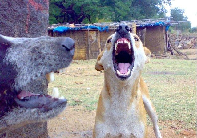 Move strays to designated shelters: SC on dog bite cases in institutional areas