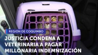 La Serena: Veterinaria deberá pagar millonaria indemnización por negligencia que afectó a una gatita
