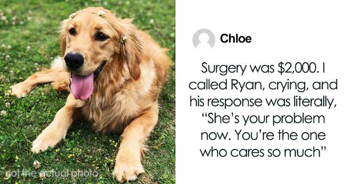 Hey Pandas, AITA For Rehoming My Boyfriend’s Dog After He Abandoned Her For Months?