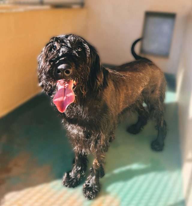 Meet Chucky: the goofy, good-time Labradoodle looking for his person