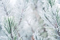 Breezy, mild weather continues across central Pa. with a hint of snow on the horizon