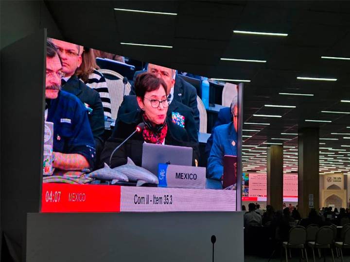 México logra aval de CITES para modificar polígonos de protección de vaquita marina