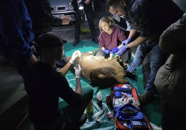 Cuatro horas y tres dardos tranquilizantes para atrapar al ciervo macho que irrumpió en un 'parking' de Zamora