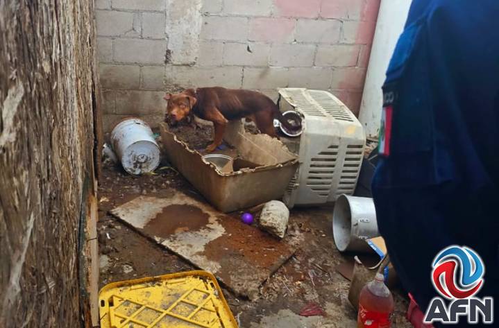 Rescatan a dos perros y un gato víctimas de maltrato animal