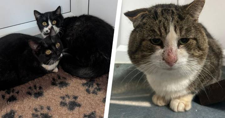 RSPCA plea after cats found trapped in small carrier outside Coventry branch