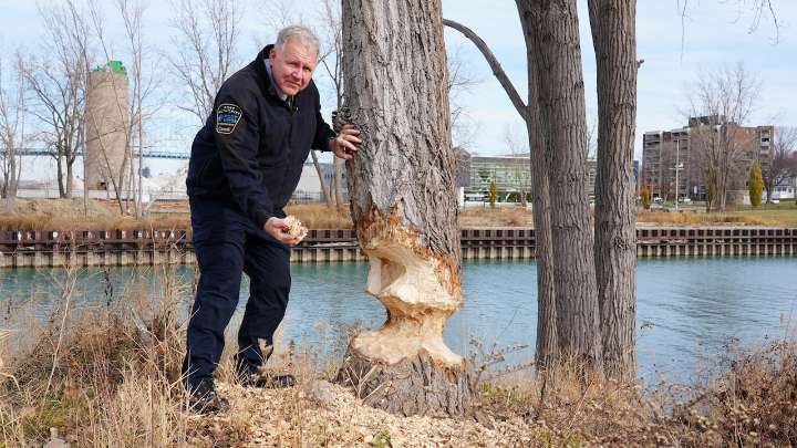 Trees log heavy damage due to beaver comeback