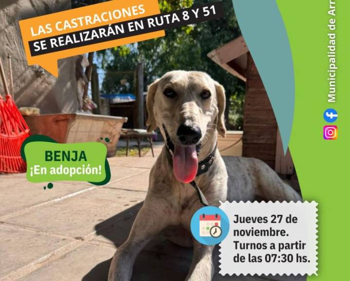 Jueves de castraciones y vacunación antirrábica gratuitas