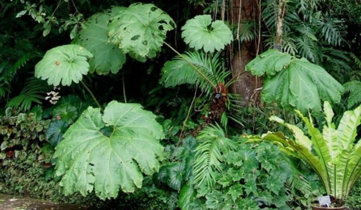 Dos gigantes de la botánica de México