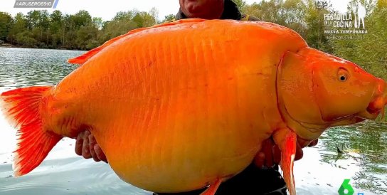 Capturan en el Río Ebro un siluro de 2,81 metros y 130 kilos: “el pez de mi vida”