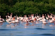 Late arrival of flamingos to Navi Mumbai wetlands, Thane creek sign of environmental stress: Experts