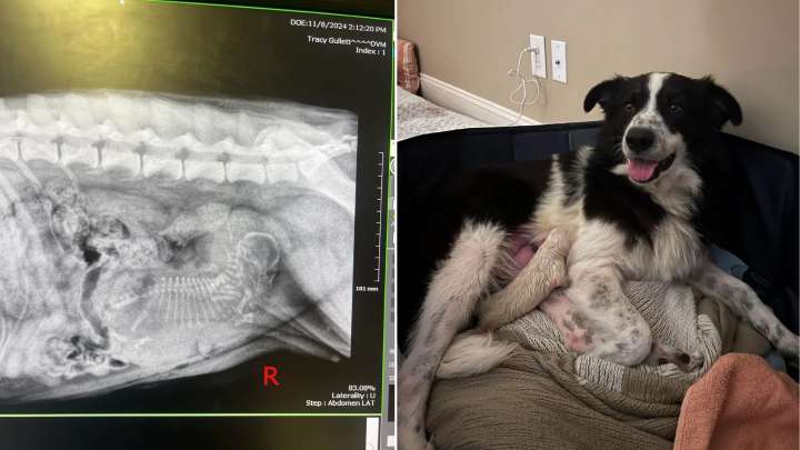 Tennessee Woman Adopts A Shelter Dog And Soon Uncovers Something She Never Expected