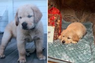 Something Different About Woman’s Golden Retriever