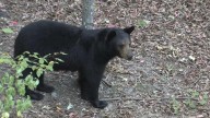 Experts urge caution, offer safety tips as Arkansas's bear numbers increase