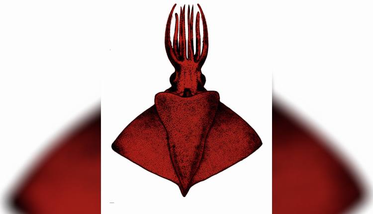 Rare Deep Sea ‘Octopus Squid’ Discovered In Arabian Sea By CMFRI Scientists