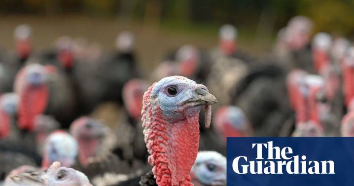 Bad season of bird flu in UK hits supply of Christmas turkeys