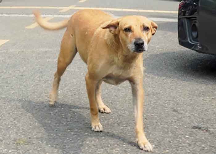 Civic bodies working extra time after SC order on stray dogs