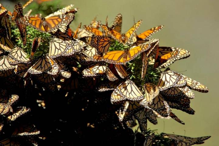 Santuarios de la monarca estarán abiertos hasta marzo de 2026 en Michoacán y Edomex