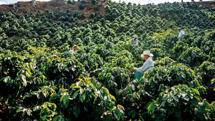 Colombia compra afuera lo que puede producir: maíz, soya y fríjol