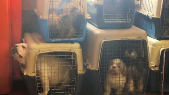 Más de 30 animales fueron rescatados de criadero ilegal en Soacha tras reportar condiciones deplorables