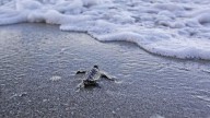 Clearwater scientists report record-breaking sea turtle nesting season
