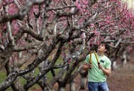 ‘Harvest of Faith’ Church News documentary series explores Church’s global agricultural efforts