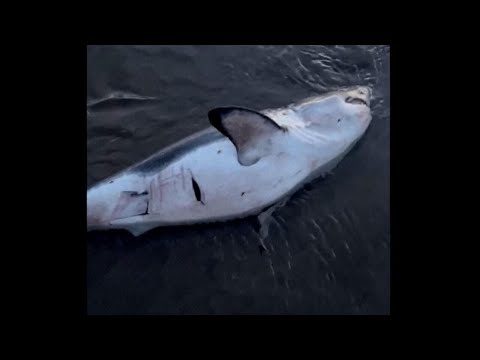 Watch: Woman rescues shark struggling on Oregon shore