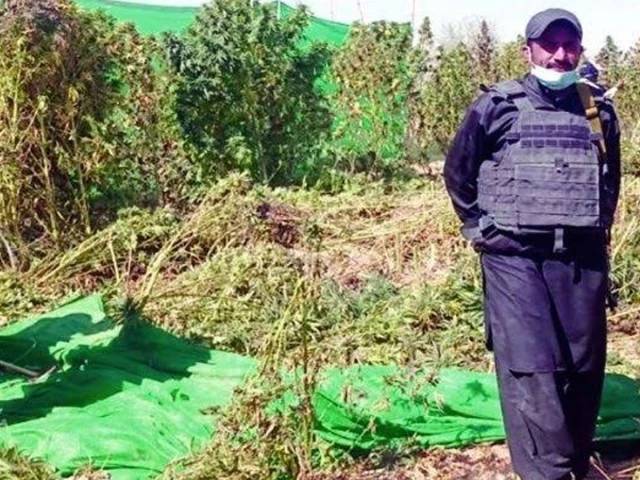 Balochistan intensifies drive against illegal cannabis