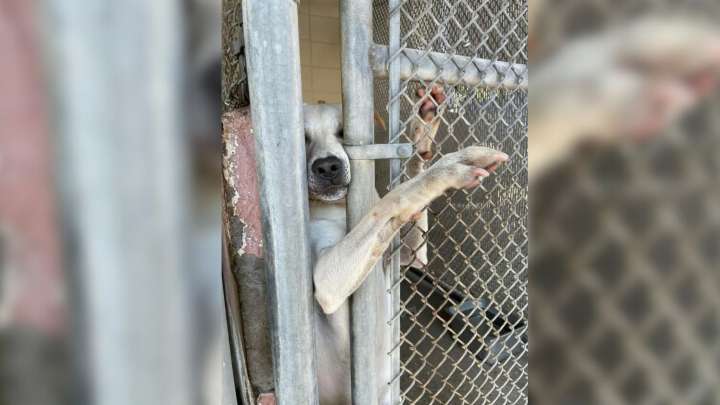 Alabama Pup’s Seven-Month Wait Ends When His Paw Reaches Out And Touches The Right Heart