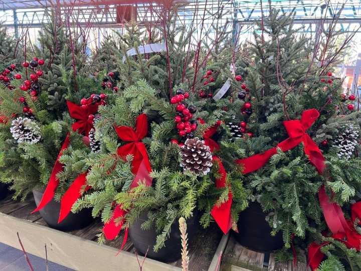 Here’s how to create your own colorful winter containers