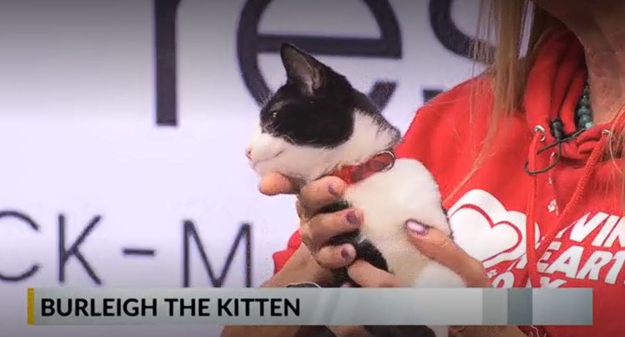 FURRY FRIDAY: Meet Burleigh the kitten