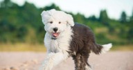 7 Things Every Old English Sheepdog Owner Should Know Before Bringing One Home