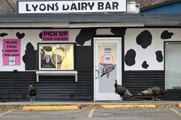 In Lyons, roaming wild turkeys have become local celebrities