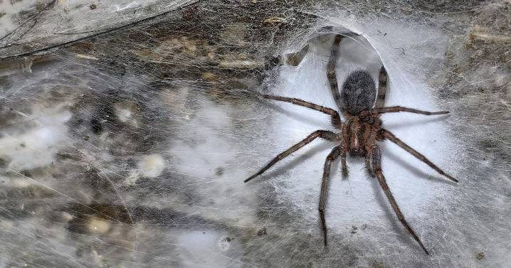 Scientists discover world’s largest spider web