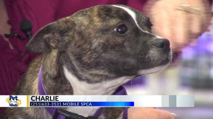 Pet of the Week: Charlie, the Terrier