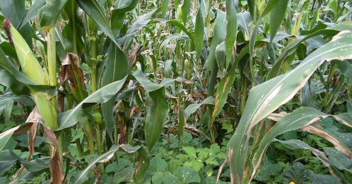 FALTA de tecnificación pone en riesgo cultivos básicos como maíz y frijol en Chiapas